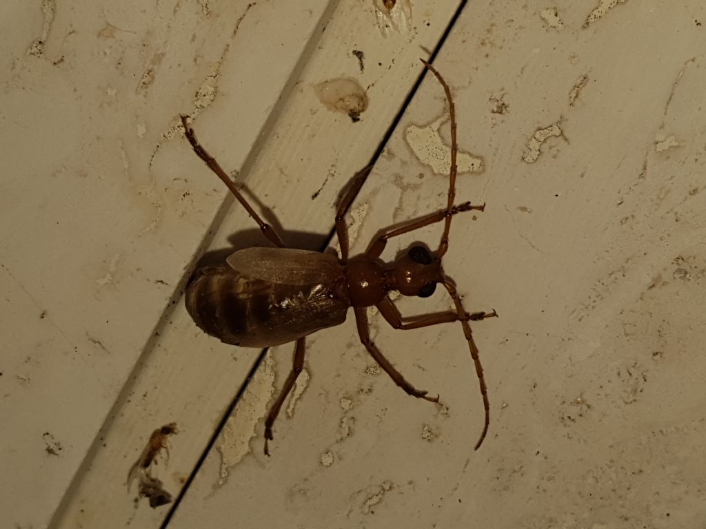 Vesperidae?  S, Vesperus luridus